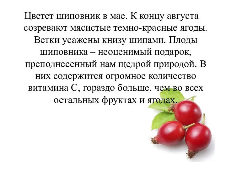 Цветет шиповник в мае. К концу августа созревают мясистые темно-красные ягоды.