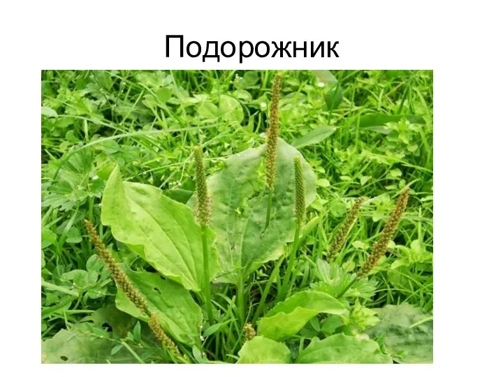 Подорожник