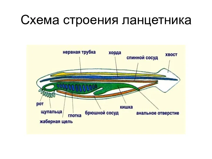 Схема строения ланцетника