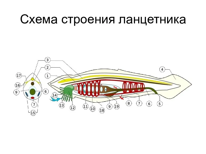 Схема строения ланцетника