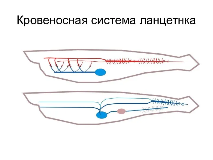 Кровеносная система ланцетнка