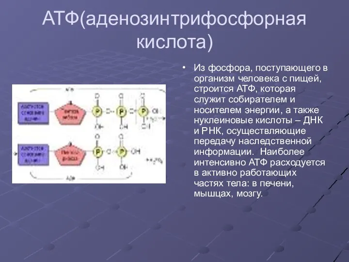 АТФ(аденозинтрифосфорная кислота) Из фосфора, поступающего в организм человека с пищей, строится