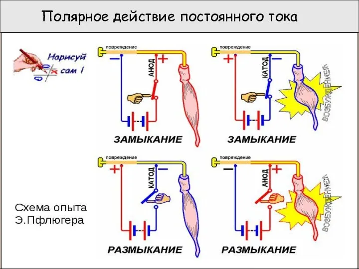 Полярное действие постоянного тока