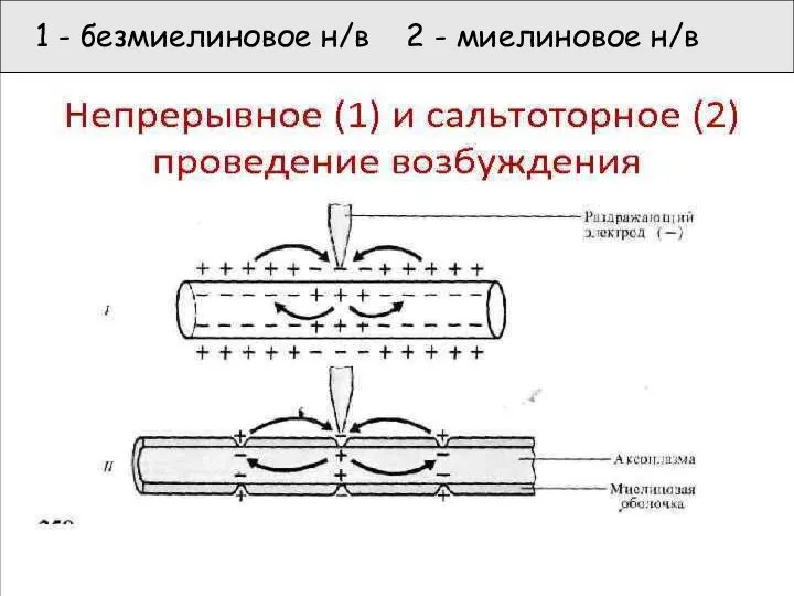 1 - безмиелиновое н/в 2 - миелиновое н/в