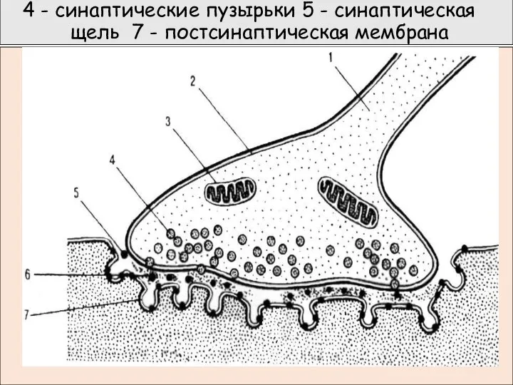 4 - синаптические пузырьки 5 - синаптическая щель 7 - постсинаптическая мембрана