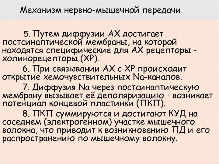 Механизм нервно-мышечной передачи 5. Путем диффузии АХ достигает постсинаптической мембраны, на