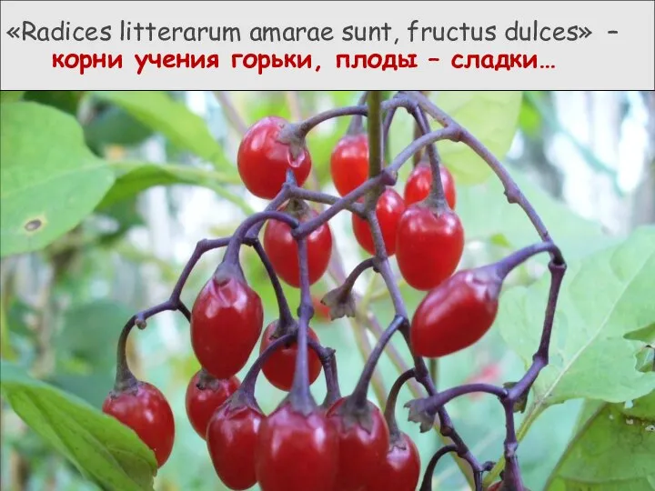 «Radices litterarum amarae sunt, fructus dulces» – корни учения горьки, плоды – сладки…