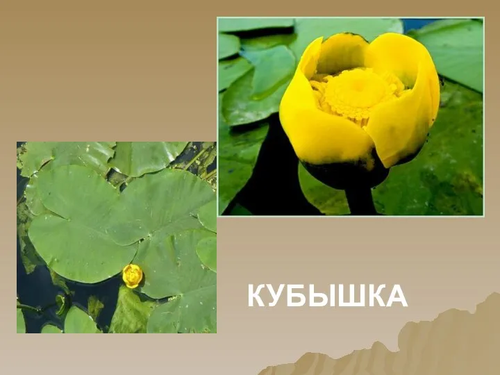 КУБЫШКА