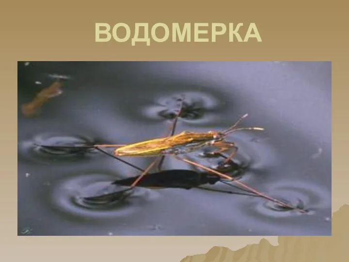 ВОДОМЕРКА