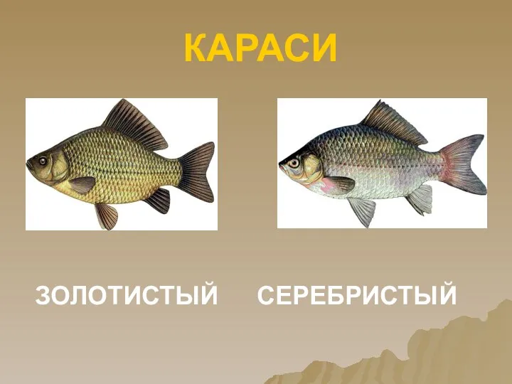 ЗОЛОТИСТЫЙ СЕРЕБРИСТЫЙ КАРАСИ