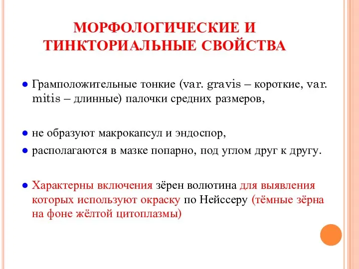 МОРФОЛОГИЧЕСКИЕ И ТИНКТОРИАЛЬНЫЕ СВОЙСТВА ● Грамположительные тонкие (var. gravis – короткие,