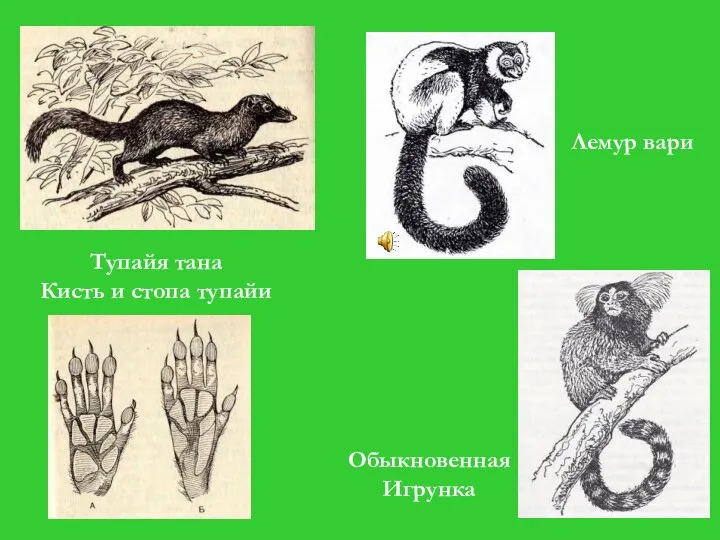 Тупайя тана Кисть и стопа тупайи Лемур вари Обыкновенная Игрунка