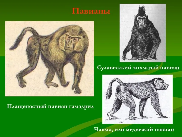 Павианы Плащеносный павиан гамадрил Сулавесский хохлатый павиан Чакма, или медвежий павиан