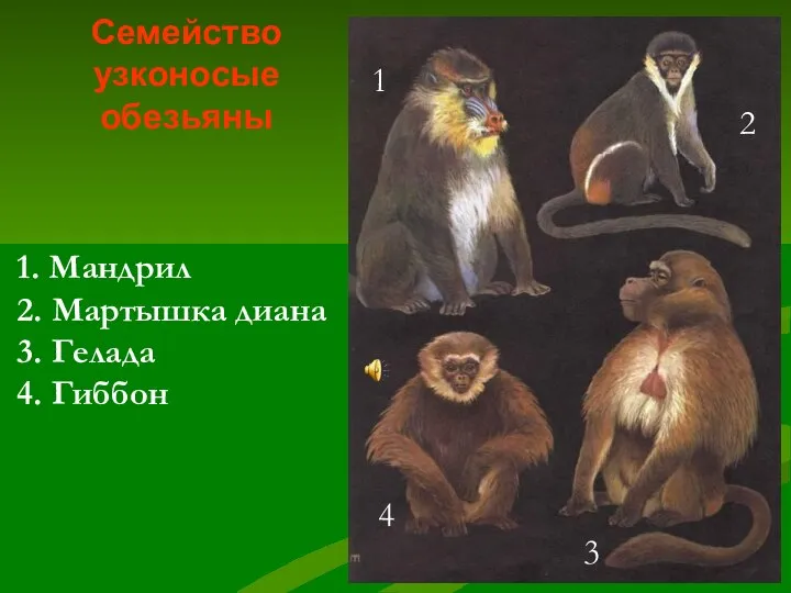 Семейство узконосые обезьяны 1 2 3 4 1. Мандрил 2. Мартышка диана 3. Гелада 4. Гиббон