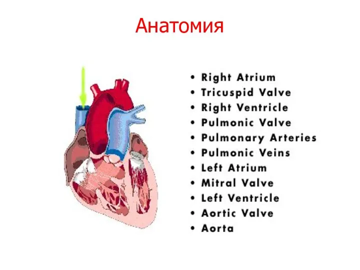 Анатомия