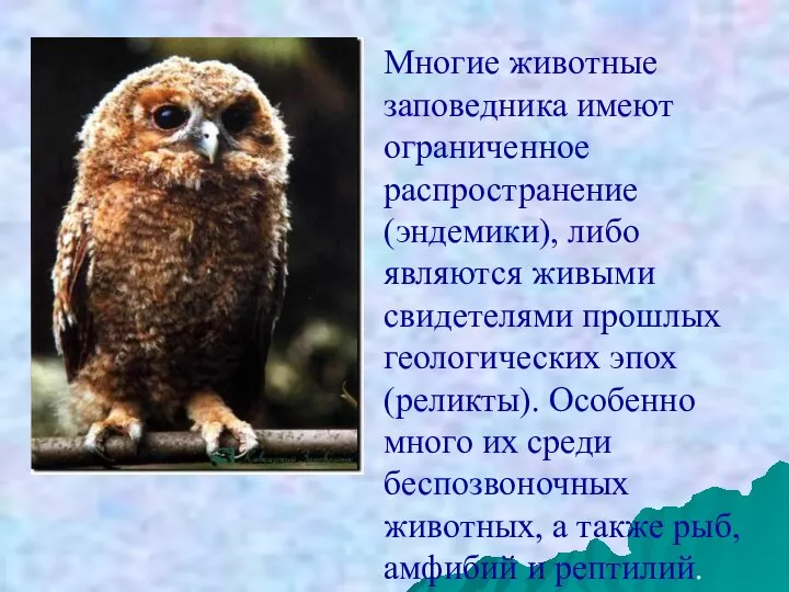 Многие животные заповедника имеют ограниченное распространение (эндемики), либо являются живыми свидетелями