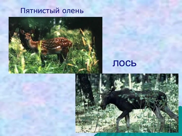 лось Пятнистый олень