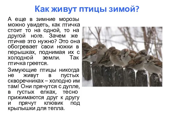 Как живут птицы зимой? А еще в зимние морозы можно увидеть,