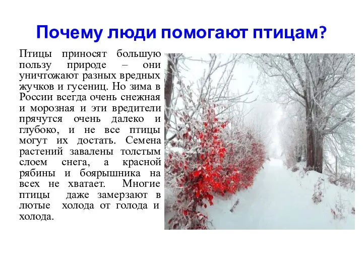 Почему люди помогают птицам? Птицы приносят большую пользу природе – они