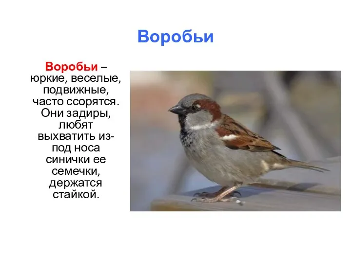 Воробьи Воробьи – юркие, веселые, подвижные, часто ссорятся. Они задиры, любят