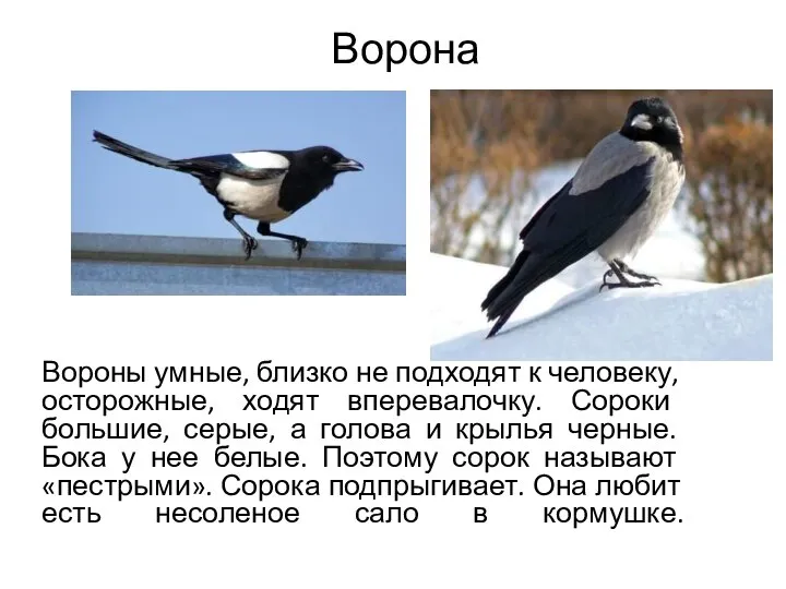 Ворона Вороны умные, близко не подходят к человеку, осторожные, ходят вперевалочку.