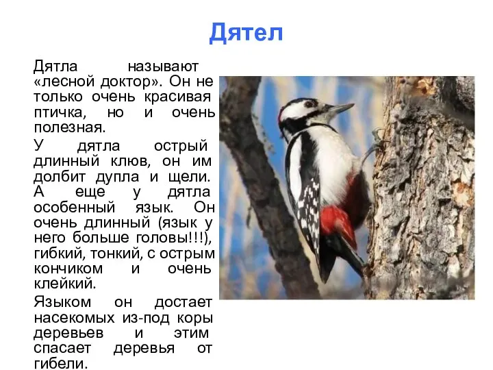 Дятел Дятла называют «лесной доктор». Он не только очень красивая птичка,