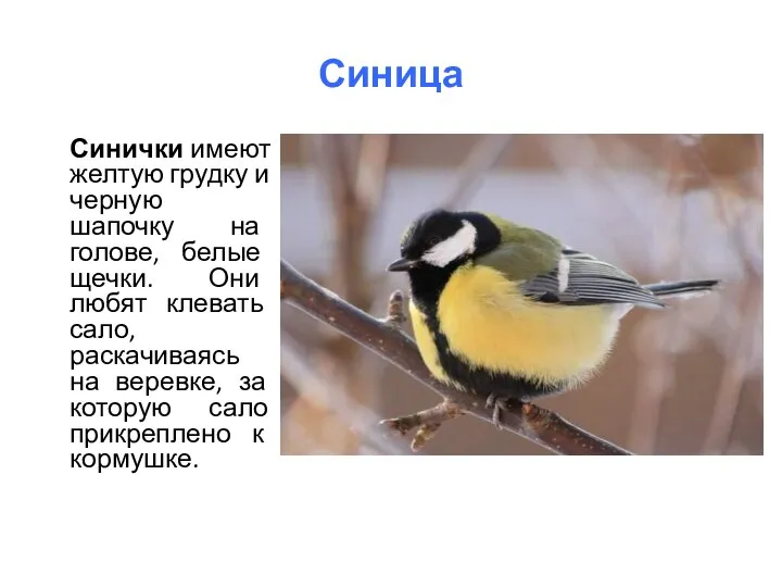 Синица Синички имеют желтую грудку и черную шапочку на голове, белые