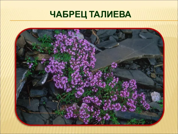 ЧАБРЕЦ ТАЛИЕВА