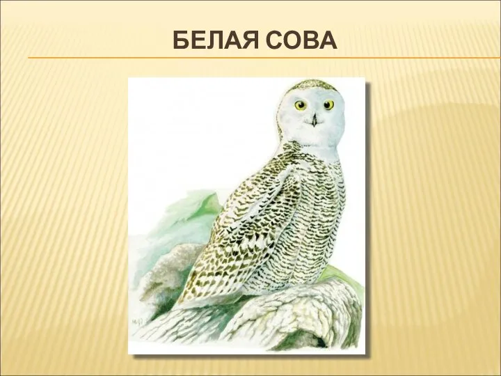 БЕЛАЯ СОВА