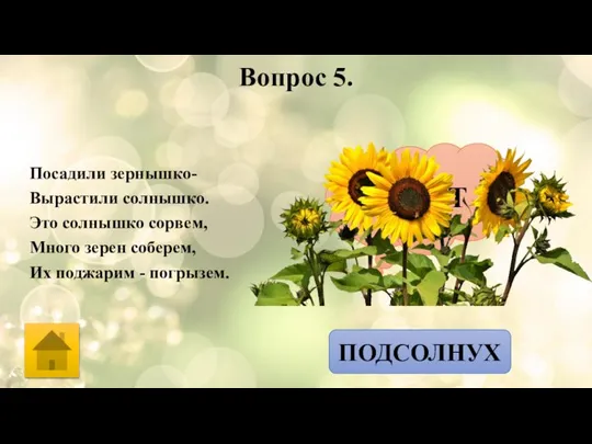 Вопрос 5. Посадили зернышко- Вырастили солнышко. Это солнышко сорвем, Много зерен