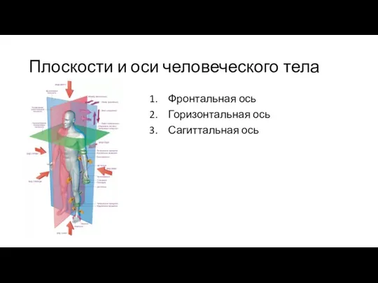 Плоскости и оси человеческого тела Фронтальная ось Горизонтальная ось Сагиттальная ось