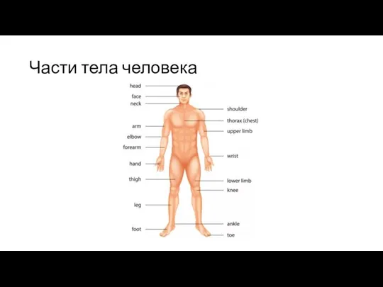 Части тела человека