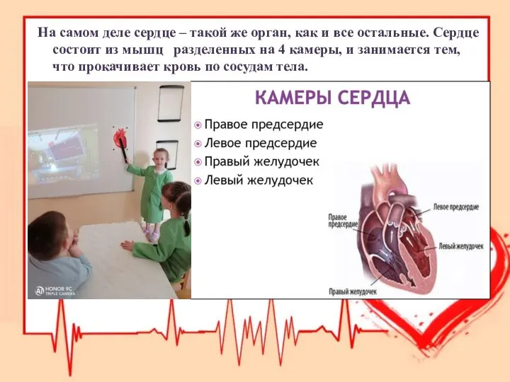 На самом деле сердце – такой же орган, как и все