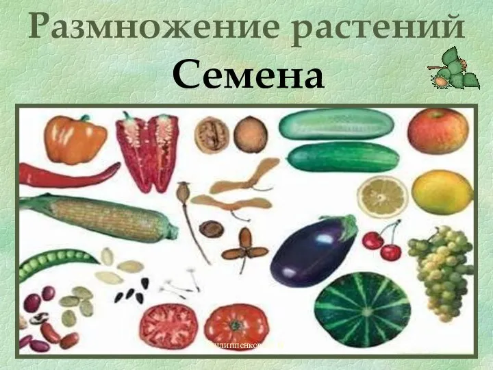 Филиппенкова С.В. Размножение растений Семена