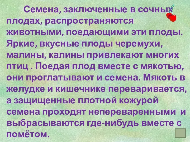 . Семена, заключенные в сочных плодах, распространяются животными, поедающими эти плоды.