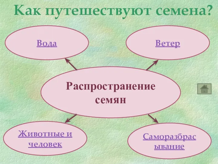 Как путешествуют семена? Распространение семян Вода Ветер Саморазбрасывание Животные и человек