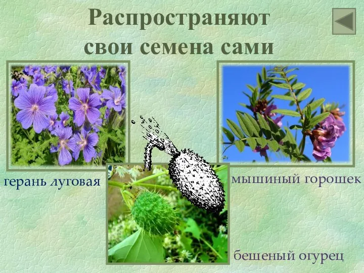 Распространяют свои семена сами герань луговая мышиный горошек бешеный огурец