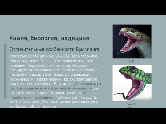 Отличительные особенности Бумсланга: Взрослые особи длиной 1,2—2 м. Тело стройное, голова