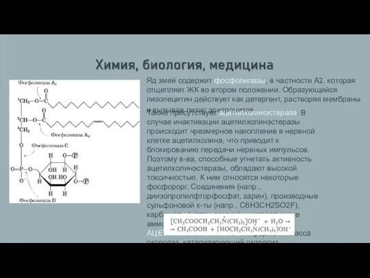 Яд змей содержит фосфолипазы, в частности А2, которая отщепляет ЖК во