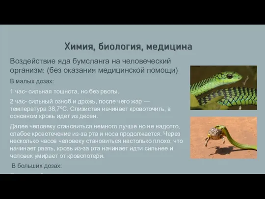 Воздействие яда бумсланга на человеческий организм: (без оказания медицинской помощи) В