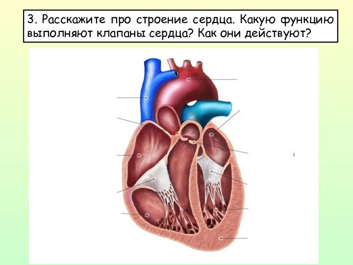 3. Расскажите про строение сердца. Какую функцию выполняют клапаны сердца? Как они действуют?