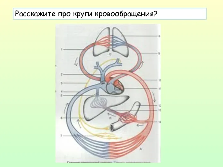 Расскажите про круги кровообращения?