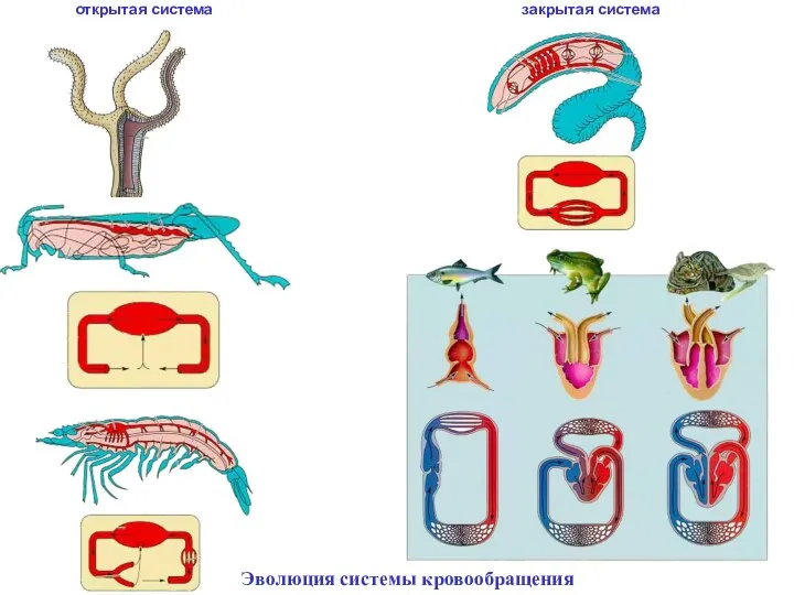 открытая система закрытая система Эволюция системы кровообращения