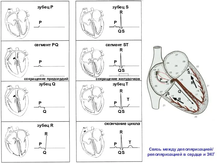 зубец Р сегмент PQ зубец S зубец R зубец Q зубец