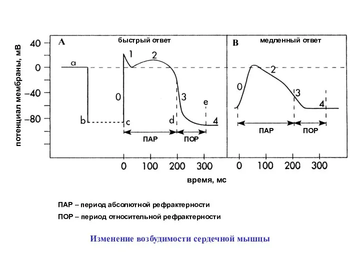 потенциал мембраны, мВ время, мс быстрый ответ медленный ответ ПАР ПОР