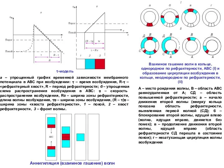 Взаимное гашение волн в кольце, однородном по рефрактерности, АВС (I) и