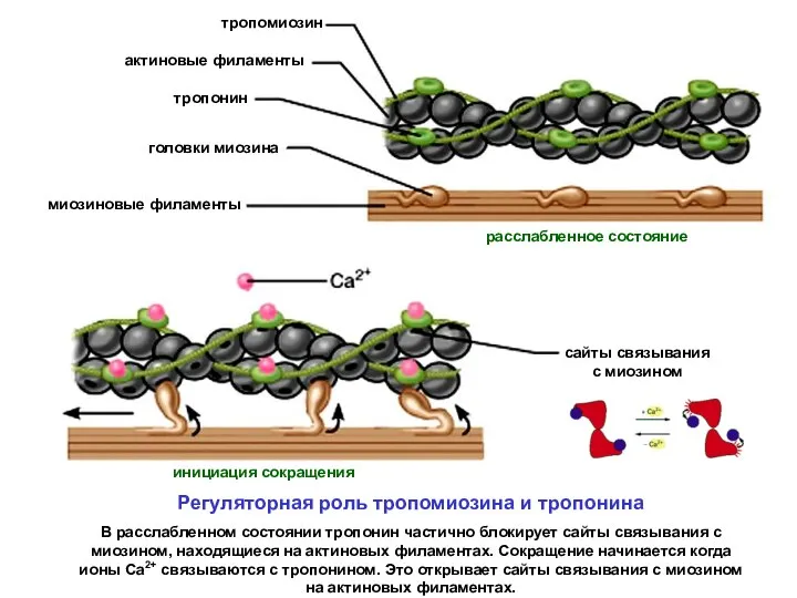 Регуляторная роль тропомиозина и тропонина В расслабленном состоянии тропонин частично блокирует