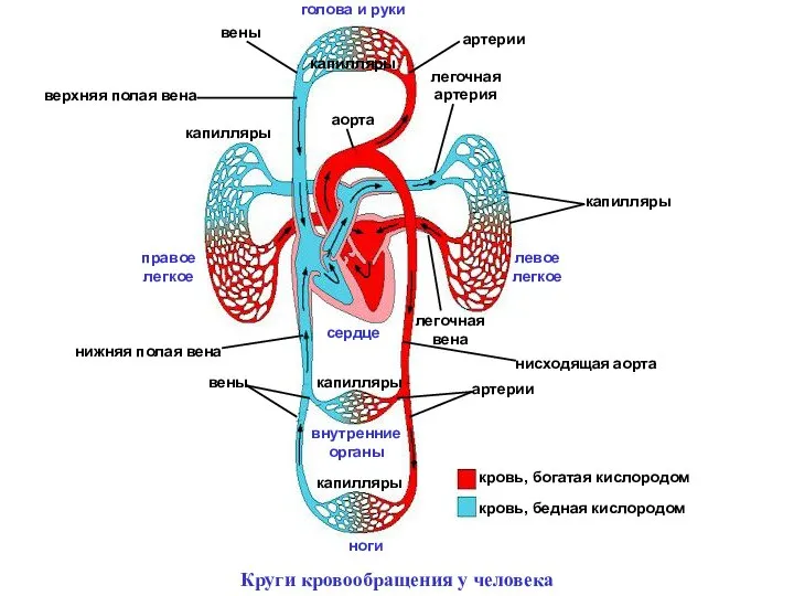 кровь, богатая кислородом кровь, бедная кислородом капилляры легочная артерия легочная вена