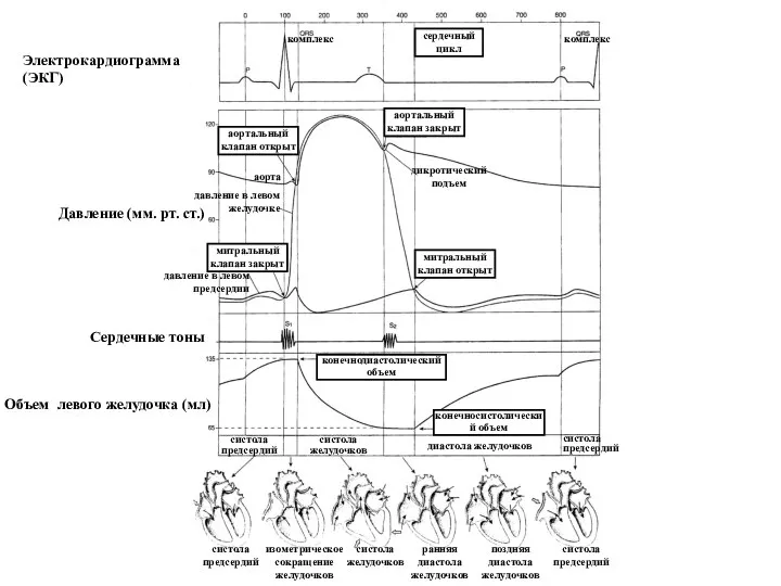 комплекс комплекс сердечный цикл Электрокардиограмма (ЭКГ) Давление (мм. рт. ст.) Сердечные