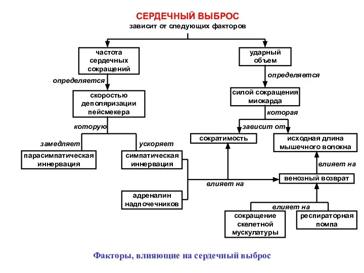 СЕРДЕЧНЫЙ ВЫБРОС зависит от следующих факторов частота сердечных сокращений ударный объем